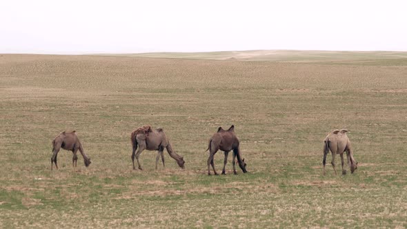 Wild Camels Free-Roaming Freely in Barren Steppes of Central Asia alt