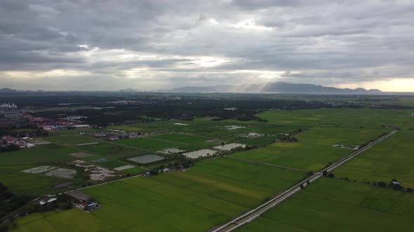 Fly over paddy field in sun ray evening.  alt
