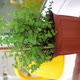 Wiping window sill with yellow rag around mint plant on the balcony - VideoHive Item for Sale