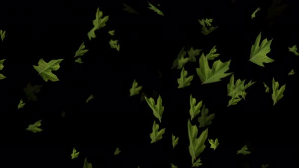 Fresh Green Leaves Falling on Black Background, Loop Animation