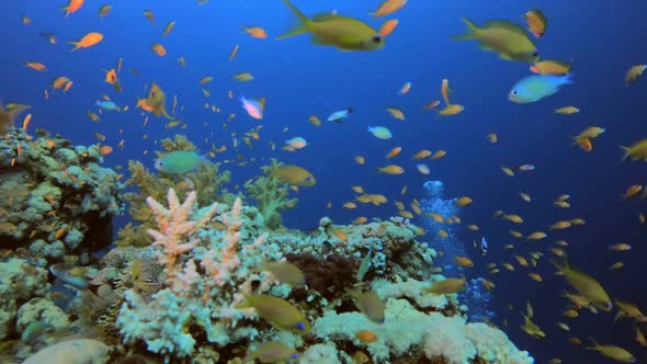 Underwater Coral Reef Marine alt