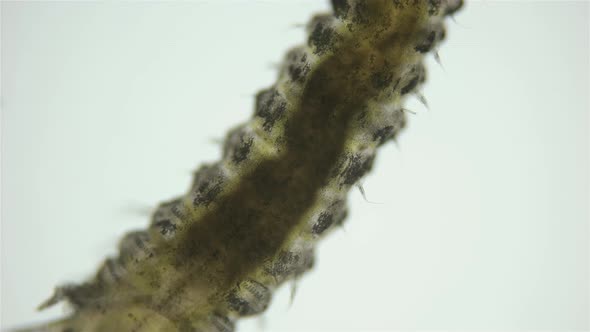Polychaeta worm, family Sabellidae under a microscope alt