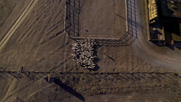 herd of sheep on the slopes of the Altai Mountains