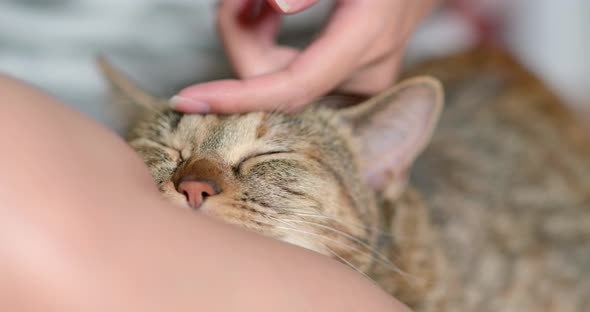 Pet owner touch on her cat alt