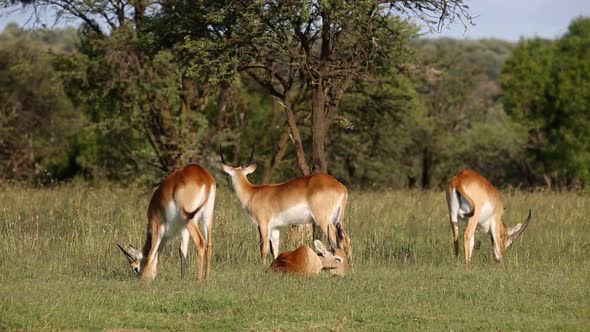 Grazing Red Lechwe Antelopes alt