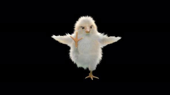 26 Baby Chicks Dancing 4K alt