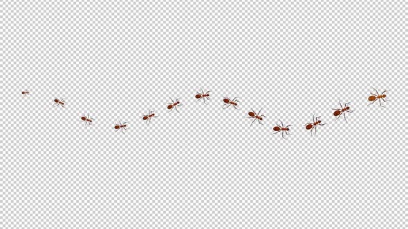 13 Red Ants - Passing Screen - Top View