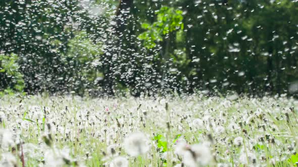 Fluffy Dandelion Seed Clouds