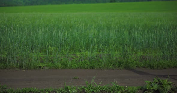 A Girl in a Dress and a Hat Walks Through a Green Field of Grass