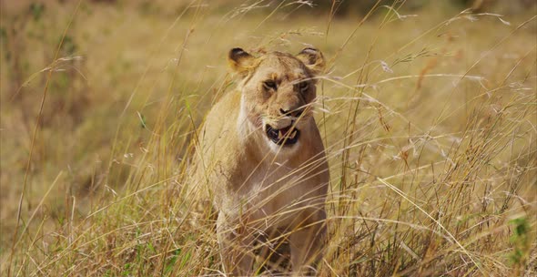 Female lion in the savanna alt