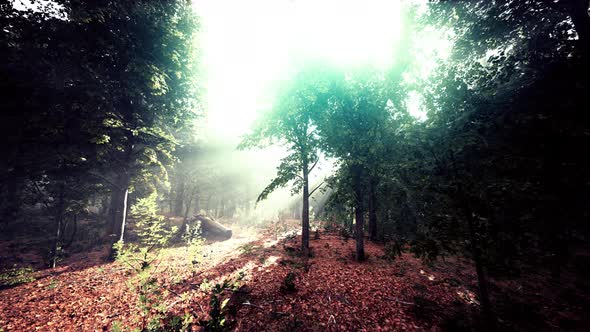 Mystical Wood in the Foggy Morning alt