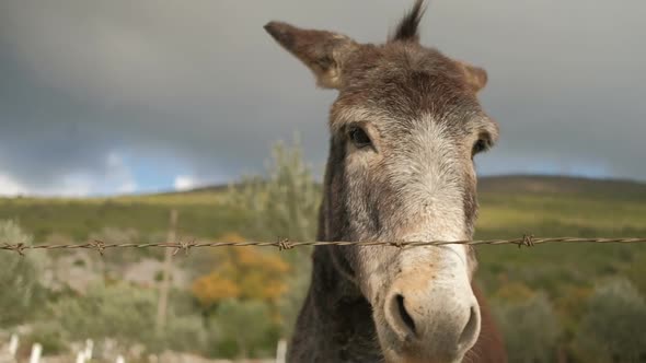 Donkeys behind barbed wire on a background of autumn nature on a sunny day alt