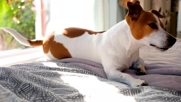 Cute Jack Russell terrier lies on edge of bed wagging its tail alt