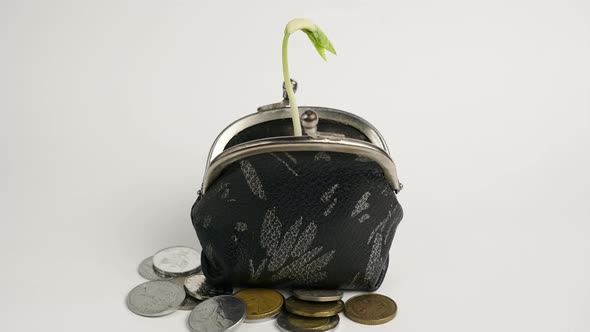 Plant Growing From Purse Money Business Finance Growth Concept Isolated on White