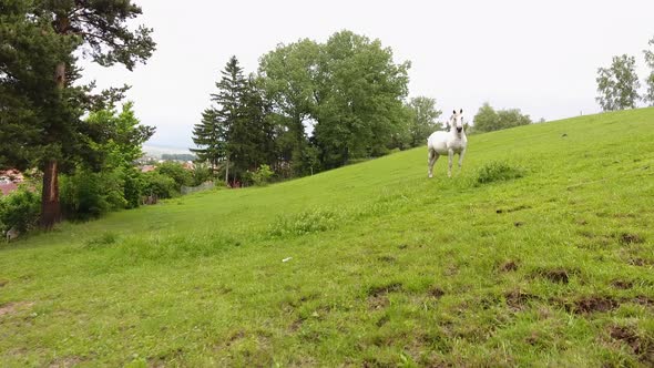 Horse on Green Field