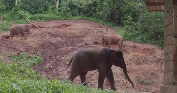 A Glade with Chained Elephants in the Wild Forests of Thailand alt
