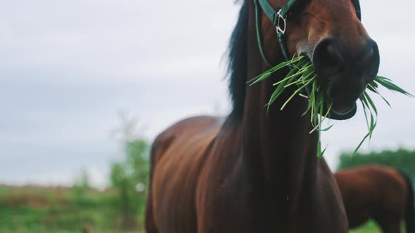 A Dark Brown Horse Munching Grass In The Field Meadows During The Daytime alt