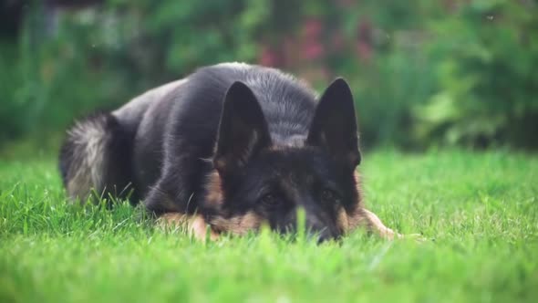 A playful dog lies down in the grass and coquettishly plays peepers with us alt
