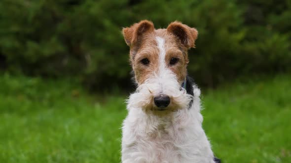 Tired Fox Terrier Sits in a Spring Park on a Blurred Background of Green Grass alt