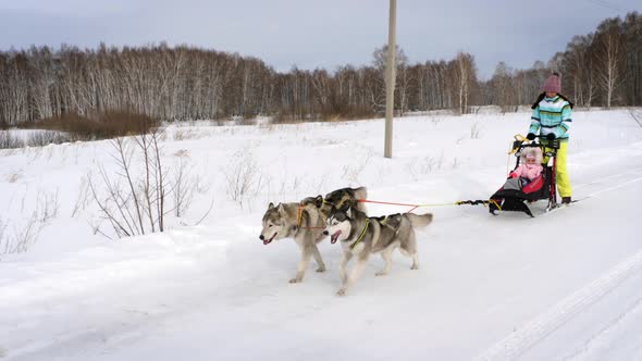 Husky dogs running in harness