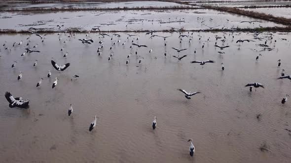 Asian openbills have white or gray plumage  alt