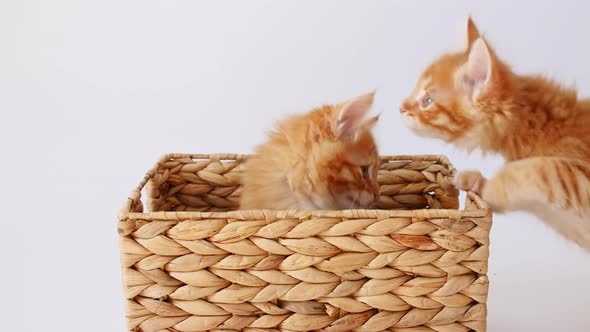 Two Ginger Kittens Playing in a Basket on a White Background alt