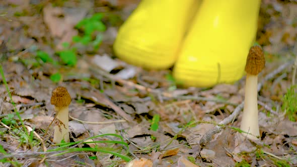 Verpa bohemica in the spring forest. A girl cuts a mushroom with a special camping knife alt