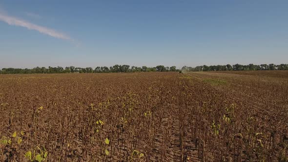 Combine Harvester In Sunflower  Field alt