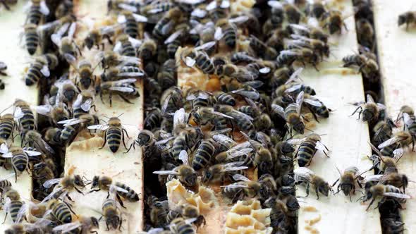 Close up view of the open hive showing the frames populated by honey bees. Bees in the honeycomb.