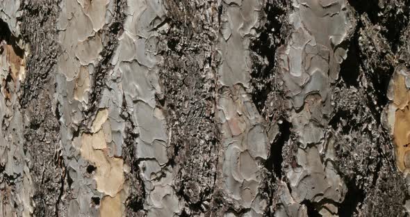 details of bark of Austrian pine or black pine ( Pinus Nigra) alt
