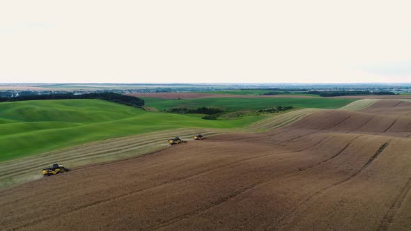 Combine Harvesting Rape Field