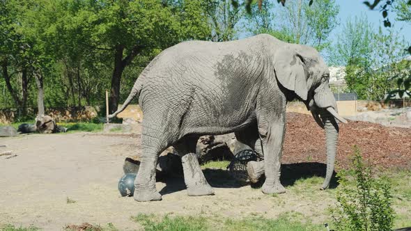 African Elephant Walking in Zoo in Sunny Weather