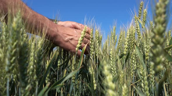 Man Hand Touching Wheat Spike