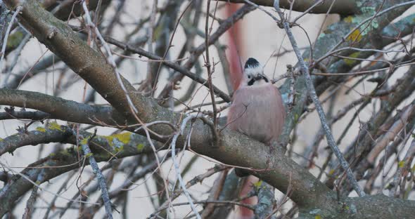 Eurasian Jay or Garrulus Glandarius Sits on Tree Branch. Colorful Bird Stares with Curiosity alt
