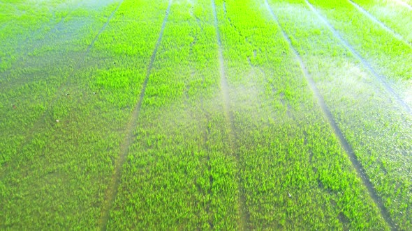 4K Aerial view of agriculture in rice sapling fields for cultivation alt