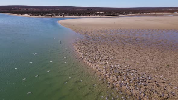 Slow drone pan over Olifants River Estuary, Caspian terns in flight alt