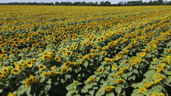 Large Field with Sunflowers on a Sunny Summer Day alt
