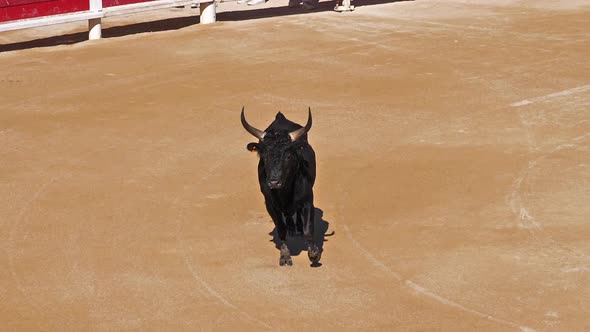 Bull during a Camarguaise race alt