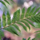 Fern - VideoHive Item for Sale