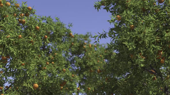 Ripe Oranges On Tree Branches In An Orange Garden