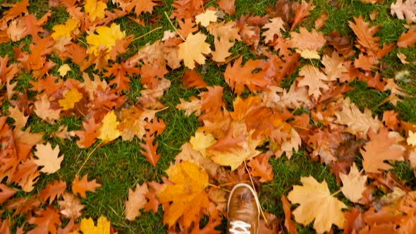 Man Shoes in Fallen Autumn Leaves. Step To Step Concept. Feet in Shoes Stepping on Fallen Leaves