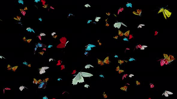 Colored Butterfly Flying Around 