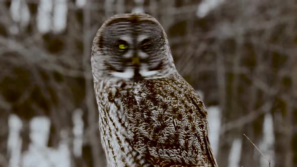Great Grey Owl perched with forest background alt
