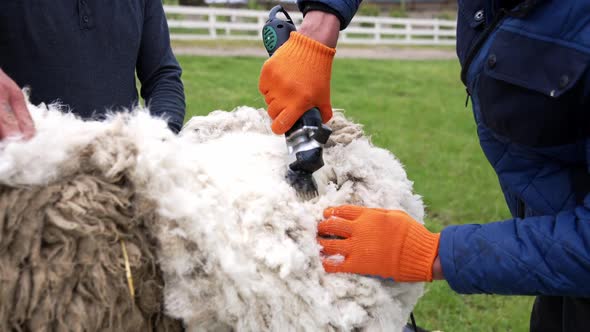 Male shearer shearing sheep with electric clippers alt