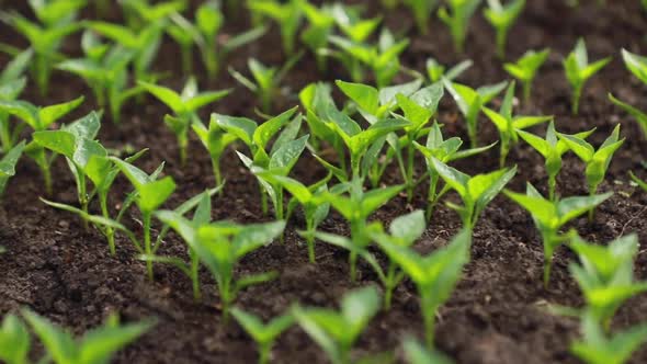 Macro Close-up of Dew or Rain Drops on the Leaves of Plants alt
