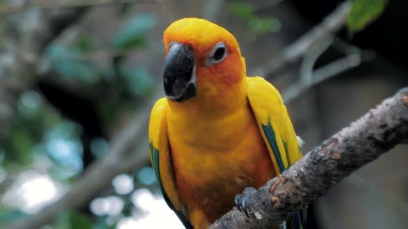 Beautiful Colorful Sun Conure (Aratinga Solstitialis Parrot) Bird on the Tree Branch alt