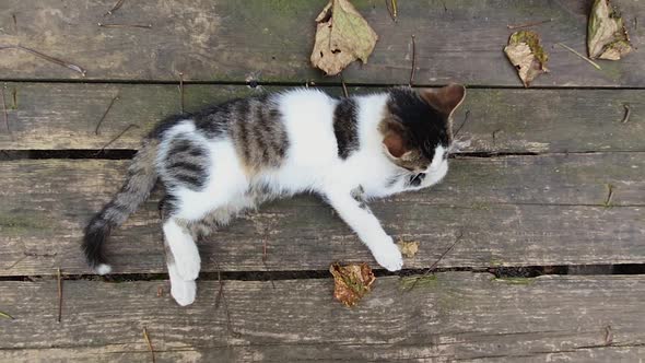 Autumn season background with kitten on old wood board cleaning the fur