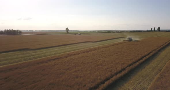 The Harvester Collects Rapeseed On A Large Field In The Evening At Sunset From A Height Of Flight