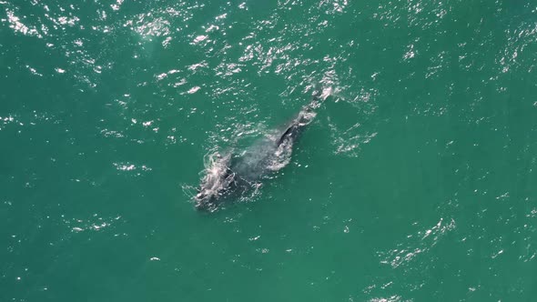 Aerial view of humpback whales. alt