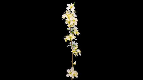 Wild Plum Flower Isolated 7 alt
